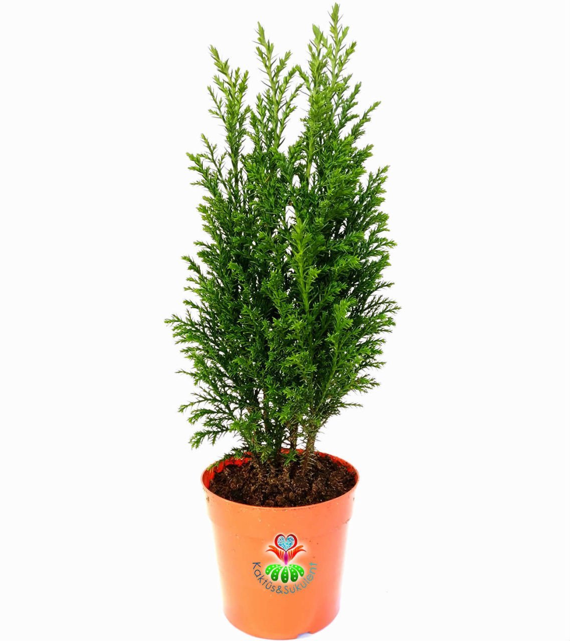 Canlı Mini Çam Ağacı- Salon Çamı Elwoodii (Chamaecyparis Ellwoodii)  8 cm saksıda-Yılbaşı ağacı