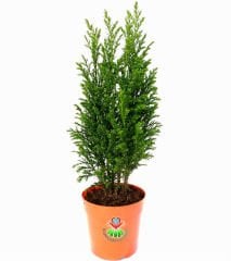 Canlı Mini Çam Ağacı- Salon Çamı Elwoodii (Chamaecyparis Ellwoodii)  8 cm saksıda-Yılbaşı ağacı