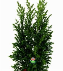 Canlı Mini Çam Ağacı- Salon Çamı Elwoodii (Chamaecyparis Ellwoodii)  8 cm saksıda-Yılbaşı ağacı