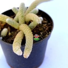 Avonia Papyracea ssp. Namaensis-Pul Gibi Dokulu Nadir Tür Sukulent-8,5 cm Saksıda