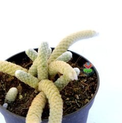 Avonia Papyracea ssp. Namaensis-Pul Gibi Dokulu Nadir Tür Sukulent-8,5 cm Saksıda