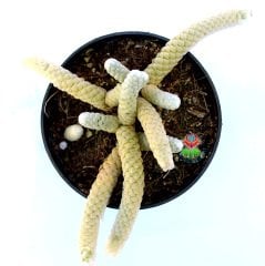 Avonia Papyracea ssp. Namaensis-Pul Gibi Dokulu Nadir Tür Sukulent-8,5 cm Saksıda