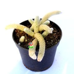 Avonia Papyracea ssp. Namaensis-Pul Gibi Dokulu Nadir Tür Sukulent-8,5 cm Saksıda