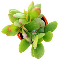 Crassula Ovata Compacta - Yaprak Uçları Kızarır Para Ağacı 5,5 cm Saksıda-