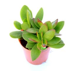 Crassula Ovata Compacta - Yaprak Uçları Kızarır Para Ağacı 5,5 cm Saksıda-