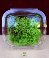 Açık Yeşil Renk Canlı Terraryum Yosunu- Reindeer Moss- Rengeyiği Yosunu-Likeni,Mini Bahçe,Yosun