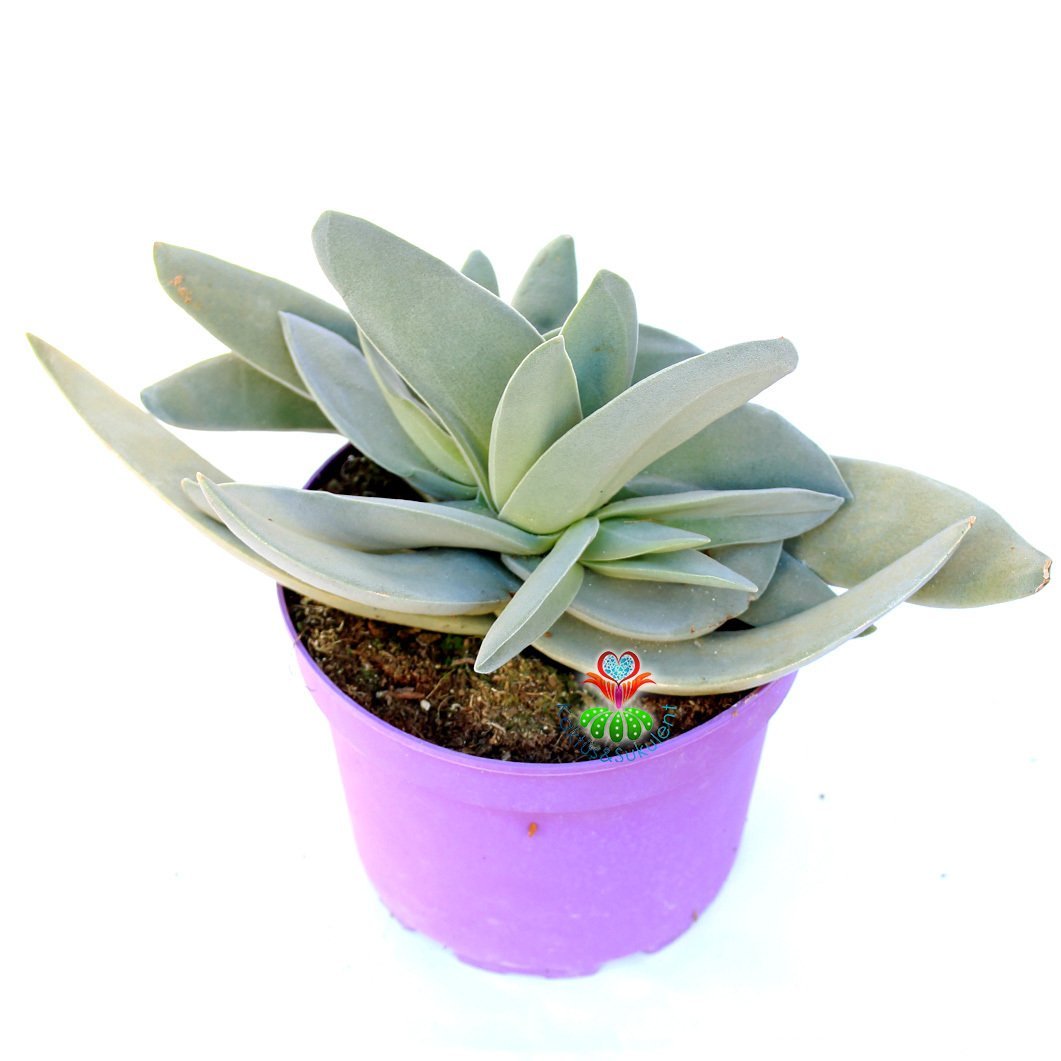 Crassula Falcata-Büyük Boy  ''Uçak Bitkisi'' Kanat Tarzı Yapraklı 15 cm Saksıda