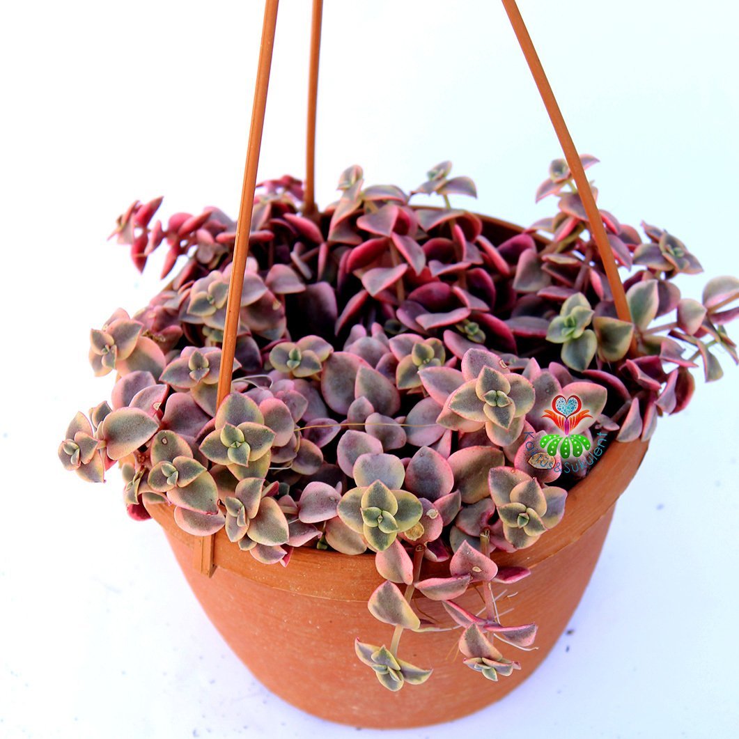 Crassula Marginalis Variegata -3 Renkli Sarkıcı Sukulent-15 cm Askılı Saksıda