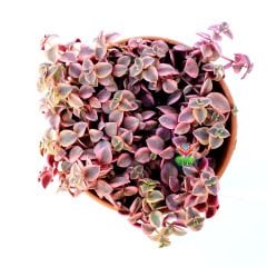 Crassula Marginalis Variegata -3 Renkli Sarkıcı Sukulent-15 cm Askılı Saksıda