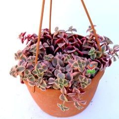 Crassula Marginalis Variegata -3 Renkli Sarkıcı Sukulent-15 cm Askılı Saksıda