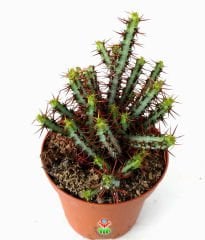 Minyatür Saguaro Kaktüsü,Euphorbia Aeruginosa-Sarı Çiçekli- 10,5 cm Saksıda-Teraryum,Sukulent,Kaktüs