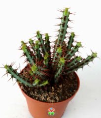 Minyatür Saguaro Kaktüsü,Euphorbia Aeruginosa-Sarı Çiçekli- 10,5 cm Saksıda-Teraryum,Sukulent,Kaktüs