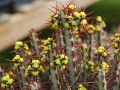Minyatür Saguaro Kaktüsü,Euphorbia Aeruginosa-Sarı Çiçekli- 10,5 cm Saksıda-Teraryum,Sukulent,Kaktüs