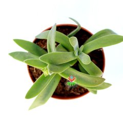 Crassula Mesembryanthemoides  - Çapraz Simetrik Yapraklı 5,5 cm Saksıda-