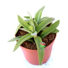 Crassula Mesembryanthemoides  - Çapraz Simetrik Yapraklı 5,5 cm Saksıda-