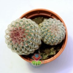 Kaktüs,Echinocereus Pectinatus-Büyük Fuşya Renk Çiçek Açar-Çok Nadir Tür-5,5 cm saksı-Pembe Dikenli