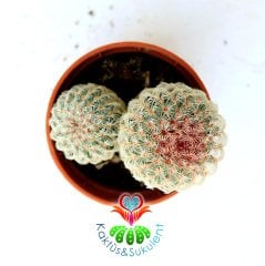 Kaktüs,Echinocereus Pectinatus-Büyük Fuşya Renk Çiçek Açar-Çok Nadir Tür-5,5 cm saksı-Pembe Dikenli