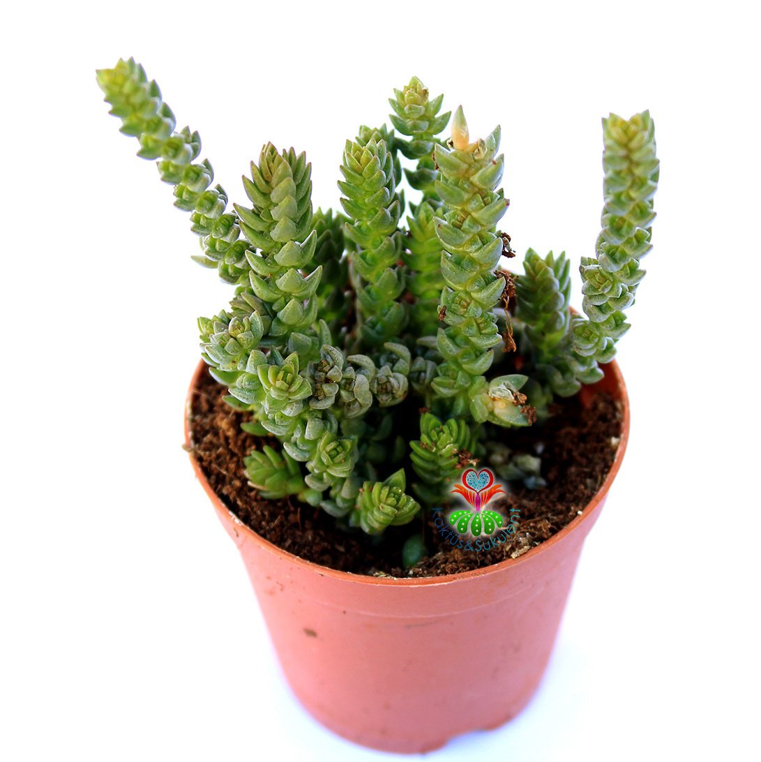 Crassula Lycopodioides - Kalın Zincir Formlu 5,5 cm Saksıda