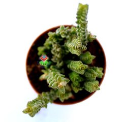 Crassula Lycopodioides - Kalın Zincir Formlu 5,5 cm Saksıda