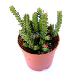 Crassula Lycopodioides - Kalın Zincir Formlu 5,5 cm Saksıda