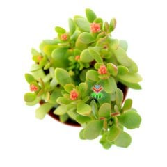 Crassula Compacta Nana-Minik Yapraklı Para Ağacı Melezii 8 cm Saksıda