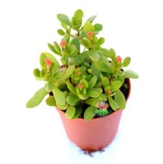 Crassula Compacta Nana-Minik Yapraklı Para Ağacı Melezii 8 cm Saksıda