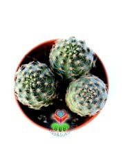 Mükemmel Renk Çiçek Açar-Mediolobivia Pygmaea-Çok Nadir Tür-Bir Saksıda en az 3'lü-5,5 cm saksıda