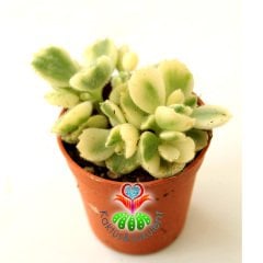 Ayı Pençesi Sukulent, Cotyledon Tomentosa f. Variegata-Mükemmel Sarı Yeşil Renk -5,5 cm Saksı-Kaktüs