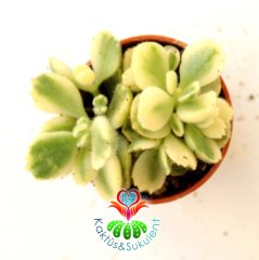 Ayı Pençesi Sukulent, Cotyledon Tomentosa f. Variegata-Mükemmel Sarı Yeşil Renk -5,5 cm Saksı-Kaktüs