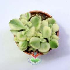 Ayı Pençesi Sukulent, Cotyledon Tomentosa f. Variegata-Mükemmel Sarı Yeşil Renk -5,5 cm Saksı-Kaktüs