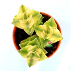 Crassula Perforata Variegata-Sarı-Yeşil Çapraz Yapraklı Sukulent 5,5 cm Saksıda 2-3 lü  formlarda