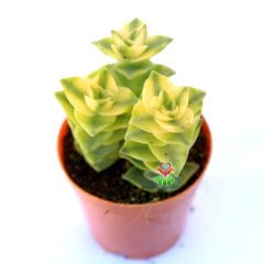 Crassula Perforata Variegata-Sarı-Yeşil Çapraz Yapraklı Sukulent 5,5 cm Saksıda 2-3 lü  formlarda