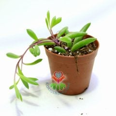 Yakut Zümrüt kolyesi, Senecio Herreianus ''Purple Vein''-Mükemmel Mor Damarlı Boncuk Dizisi -5,5 cm Saksı-Kaktüs