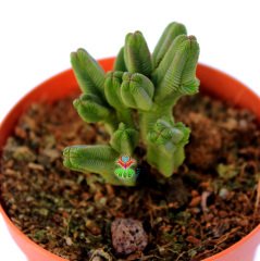 Crassula Pyramidalis -Çok Nadir Tür Katmanlı Sukulent 8,5 cm Saksıda