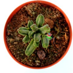 Crassula Pyramidalis -Çok Nadir Tür Katmanlı Sukulent 8,5 cm Saksıda