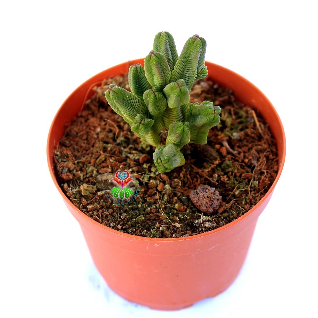 Crassula Pyramidalis -Çok Nadir Tür Katmanlı Sukulent 8,5 cm Saksıda