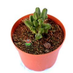 Crassula Pyramidalis -Çok Nadir Tür Katmanlı Sukulent 8,5 cm Saksıda