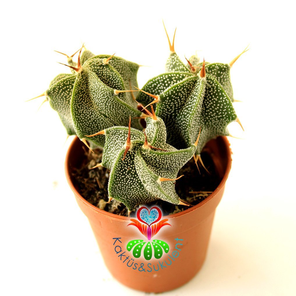 Yıldız Kaktüs-Astrophytum Ornatum Metztitlan-1 Saksıda 3 Adet -5,5 cm saksı-Sarı Renk Çiçek Açar
