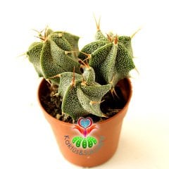 Yıldız Kaktüs-Astrophytum Ornatum Metztitlan-1 Saksıda 3 Adet -5,5 cm saksı-Sarı Renk Çiçek Açar