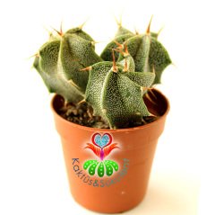 Yıldız Kaktüs-Astrophytum Ornatum Metztitlan-1 Saksıda 3 Adet -5,5 cm saksı-Sarı Renk Çiçek Açar