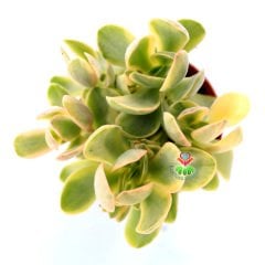 Crassula Ovata 'Variegata'-Sarı-Yeşil Yapraklı Sukulent Para Ağacı- 8,5 cm Saksıda