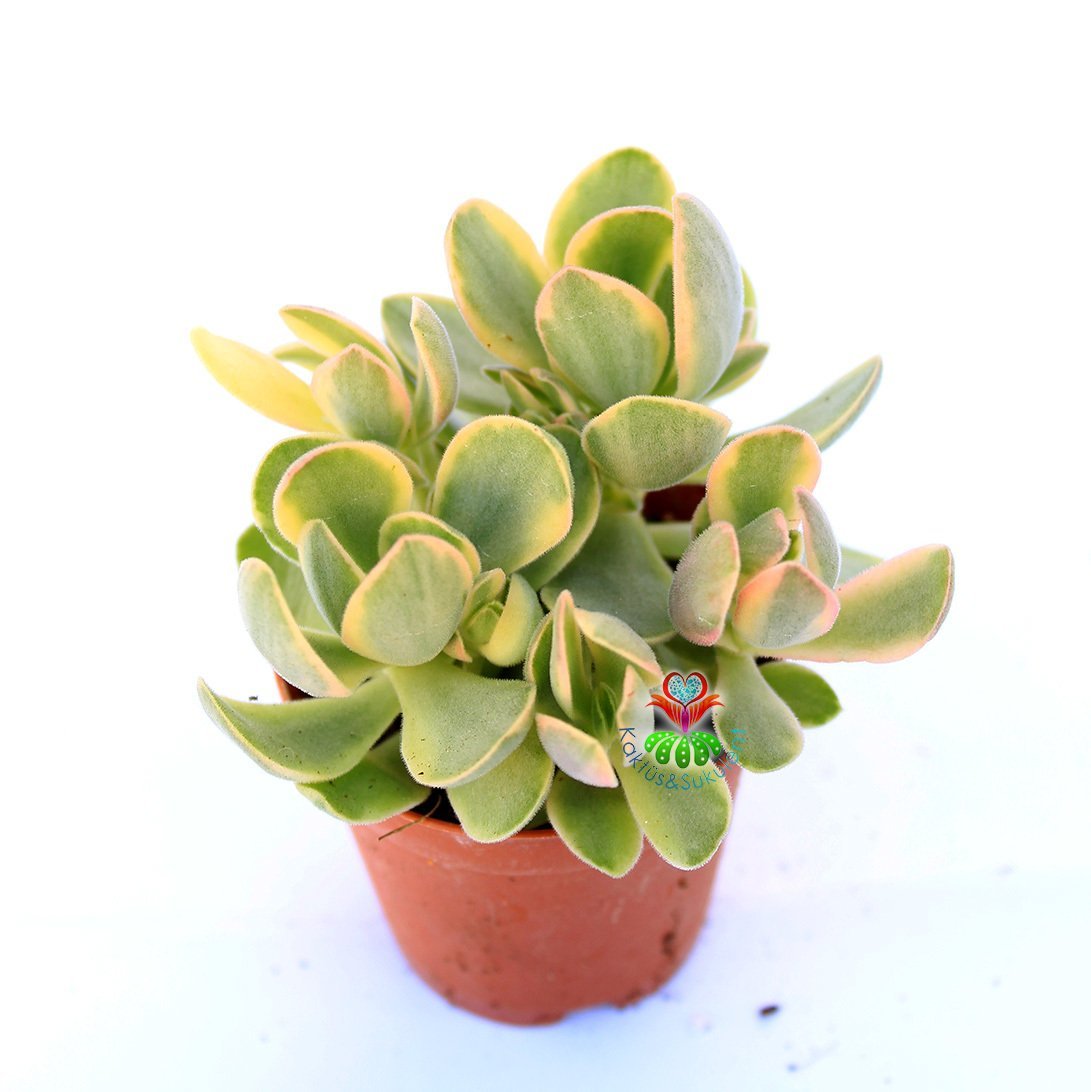 Crassula Ovata 'Variegata'-Sarı-Yeşil Yapraklı Sukulent Para Ağacı- 8,5 cm Saksıda