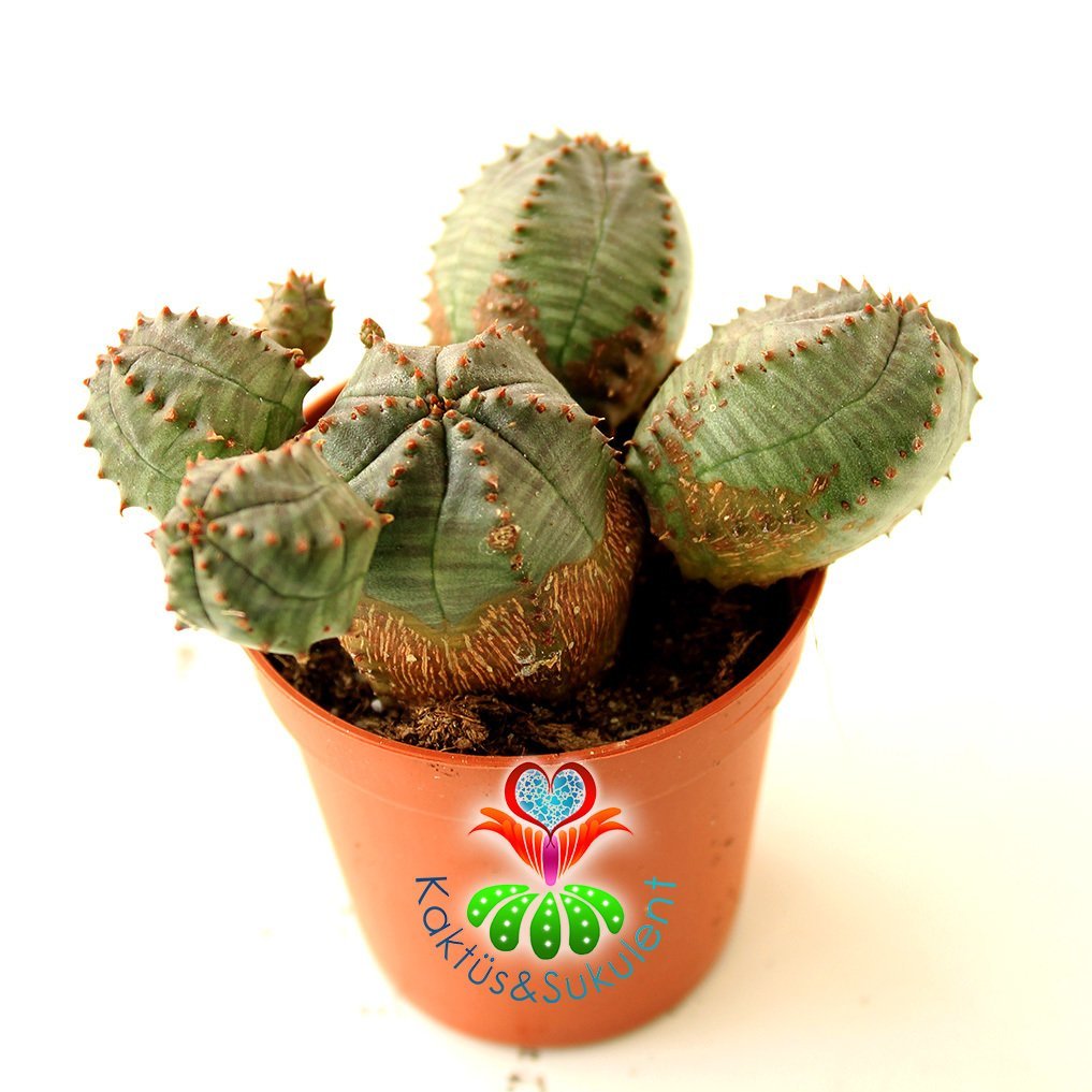 Yavrulu Kaktüs-Euphorbia Globosa-Saksı Dolusu-1. Sınıf -5,5 cm saksı-Sarı Renk Küçük Çiçek Açar