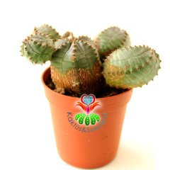 Yavrulu Kaktüs-Euphorbia Globosa-Saksı Dolusu-1. Sınıf -5,5 cm saksı-Sarı Renk Küçük Çiçek Açar