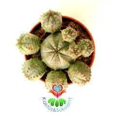 Yavrulu Kaktüs-Euphorbia Globosa-Saksı Dolusu-1. Sınıf -5,5 cm saksı-Sarı Renk Küçük Çiçek Açar