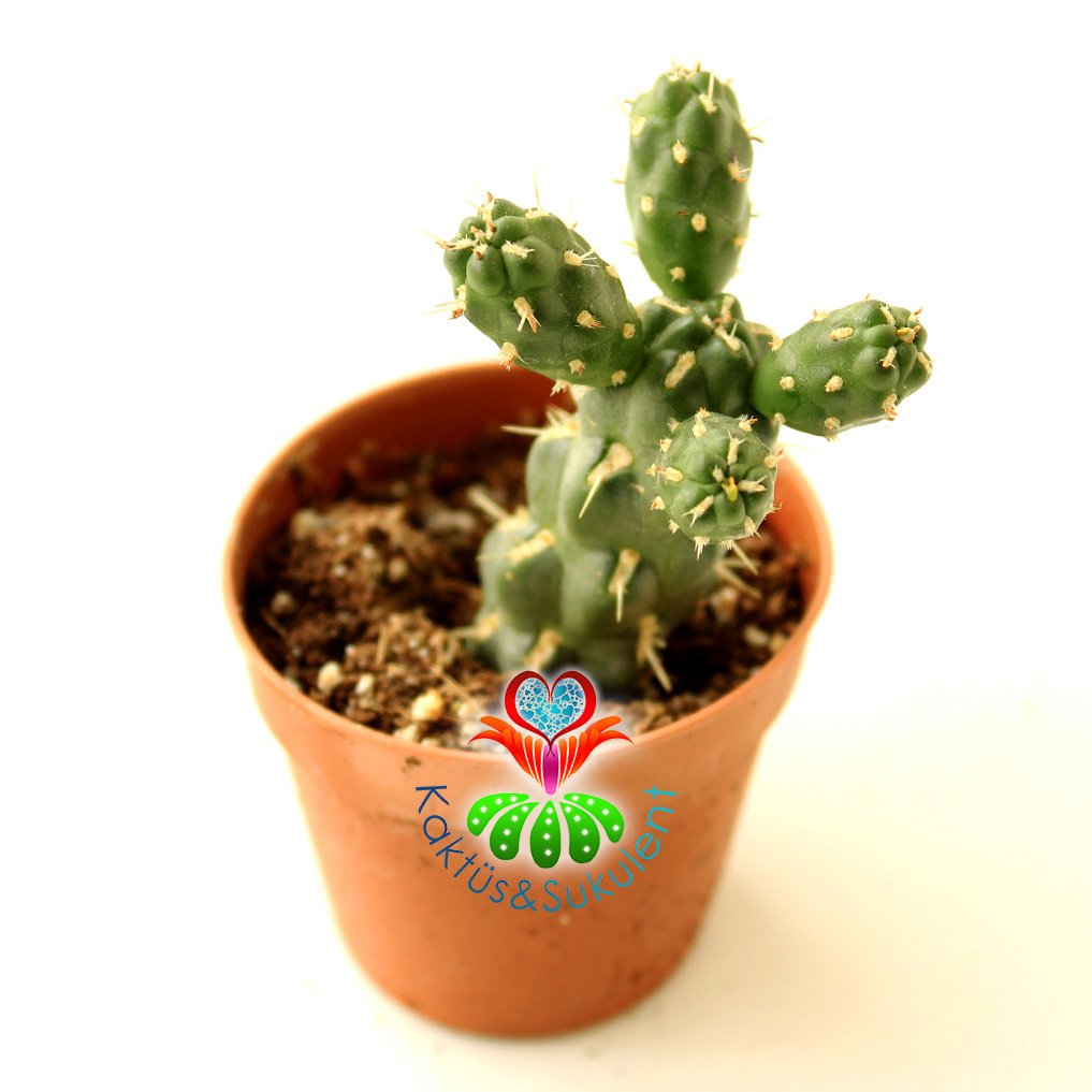 Kaktüs-Tephrocactus Verschaffeltii-1. Sınıf Nadir Tür-5,5 cm saksı-Sarı Renk Küçük Çiçek Açar