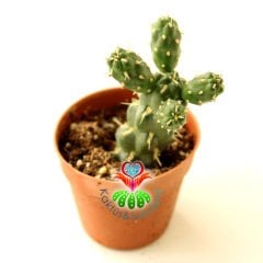Kaktüs-Tephrocactus Verschaffeltii-1. Sınıf Nadir Tür-5,5 cm saksı-Sarı Renk Küçük Çiçek Açar