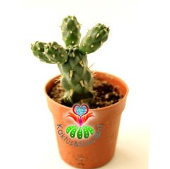 Kaktüs-Tephrocactus Verschaffeltii-1. Sınıf Nadir Tür-5,5 cm saksı-Sarı Renk Küçük Çiçek Açar