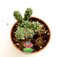 Kaktüs-Tephrocactus Verschaffeltii-1. Sınıf Nadir Tür-5,5 cm saksı-Sarı Renk Küçük Çiçek Açar