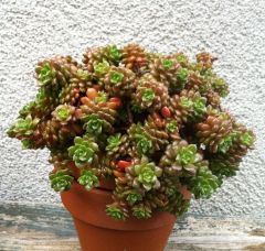 Cremnosedum Little Gem-Güneşte Rengi Koyulaşır Özel Tür- 5,5 cm Saksıda
